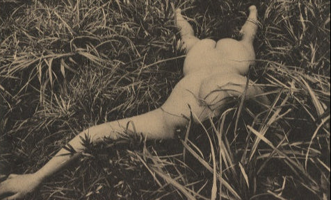 "Mayfly" by Daido Moriyama