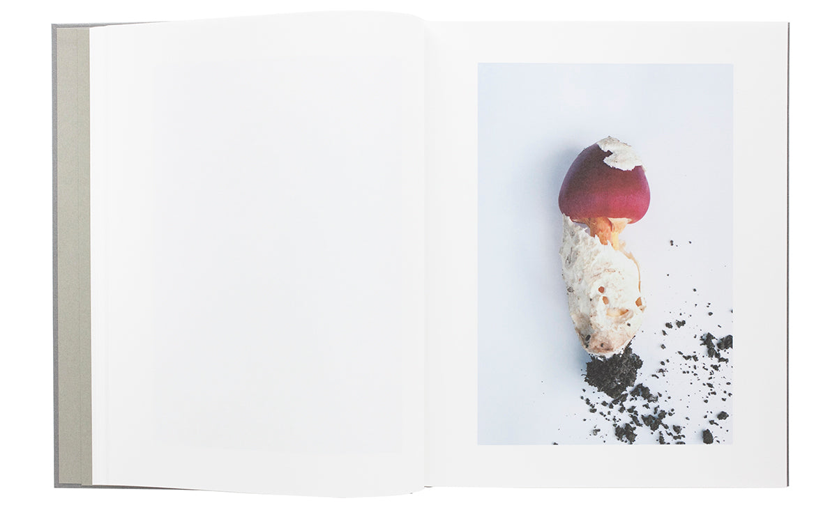 “Symphony - mushrooms in the forest” by Takashi Homma (SIGNED)