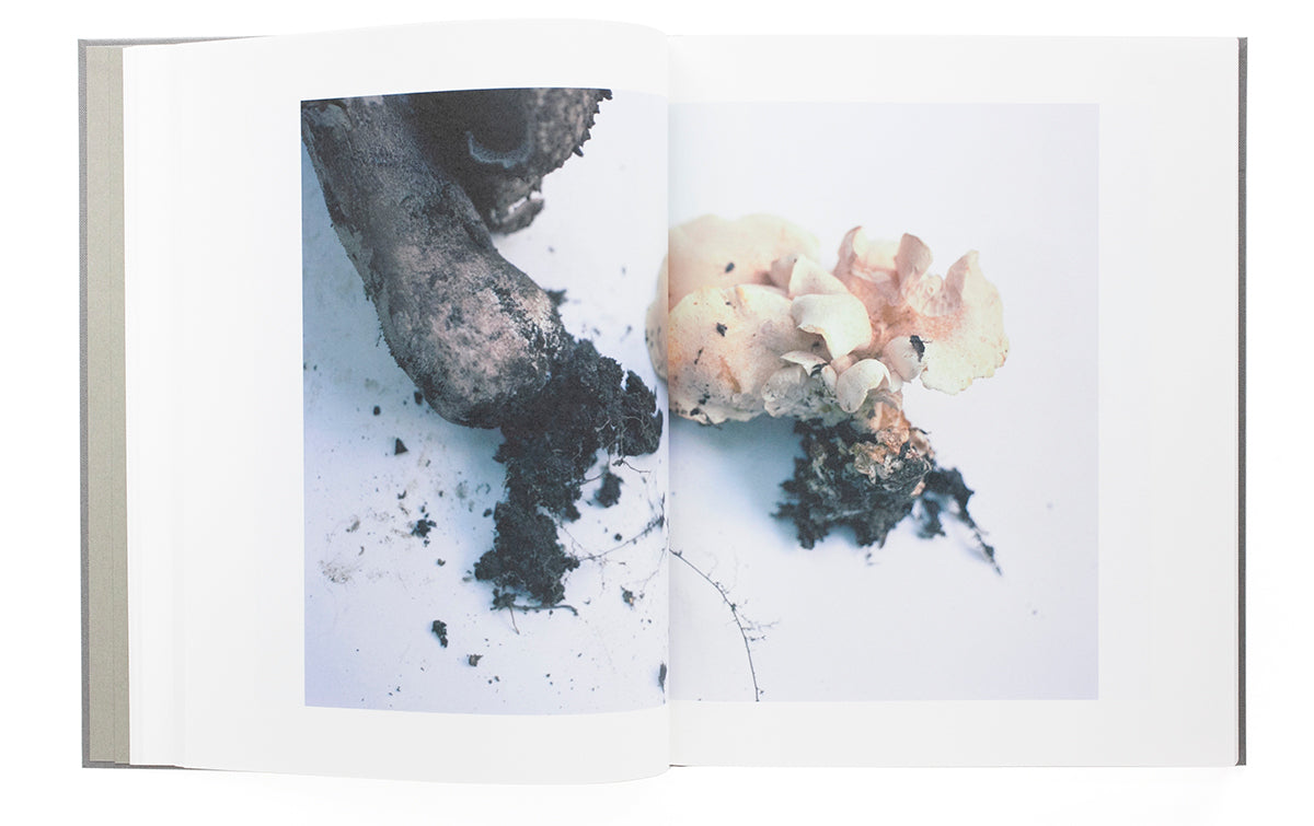 “Symphony - mushrooms in the forest” by Takashi Homma (SIGNED)