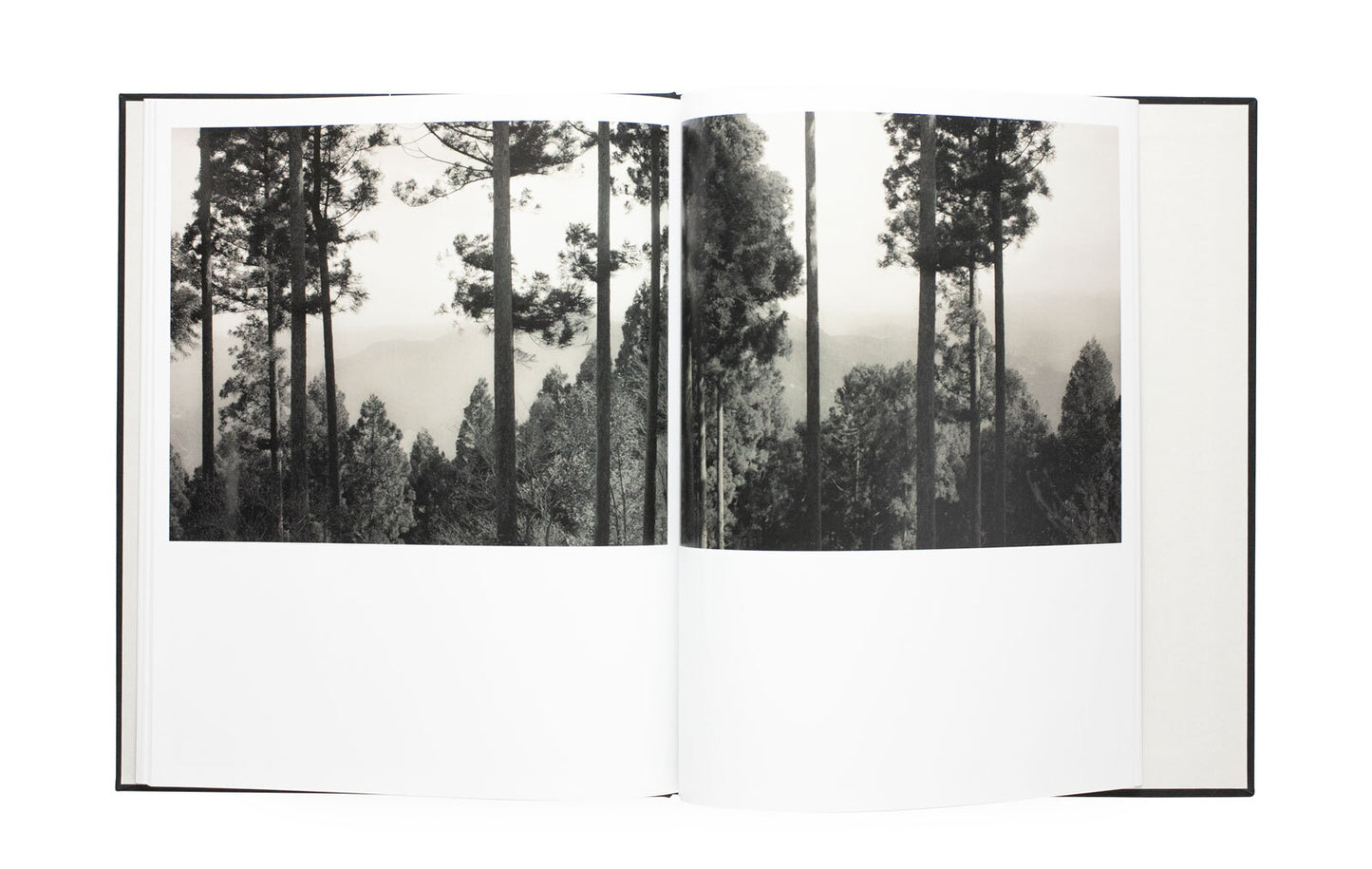 "Yuka & The Forest" by Lena C. Emery