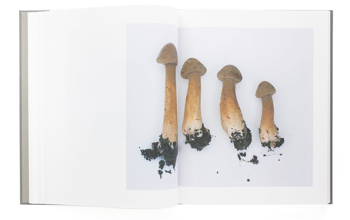 “Symphony - mushrooms in the forest” by Takashi Homma (SIGNED)