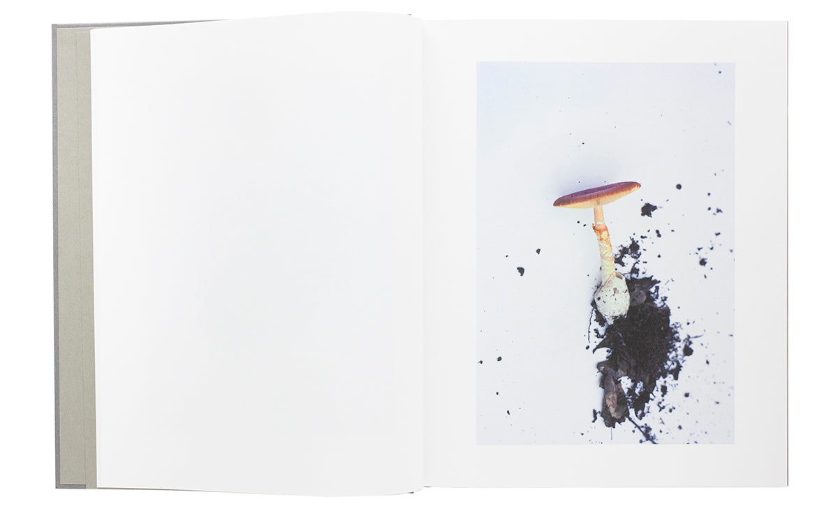 “Symphony - mushrooms in the forest” by Takashi Homma (SIGNED)