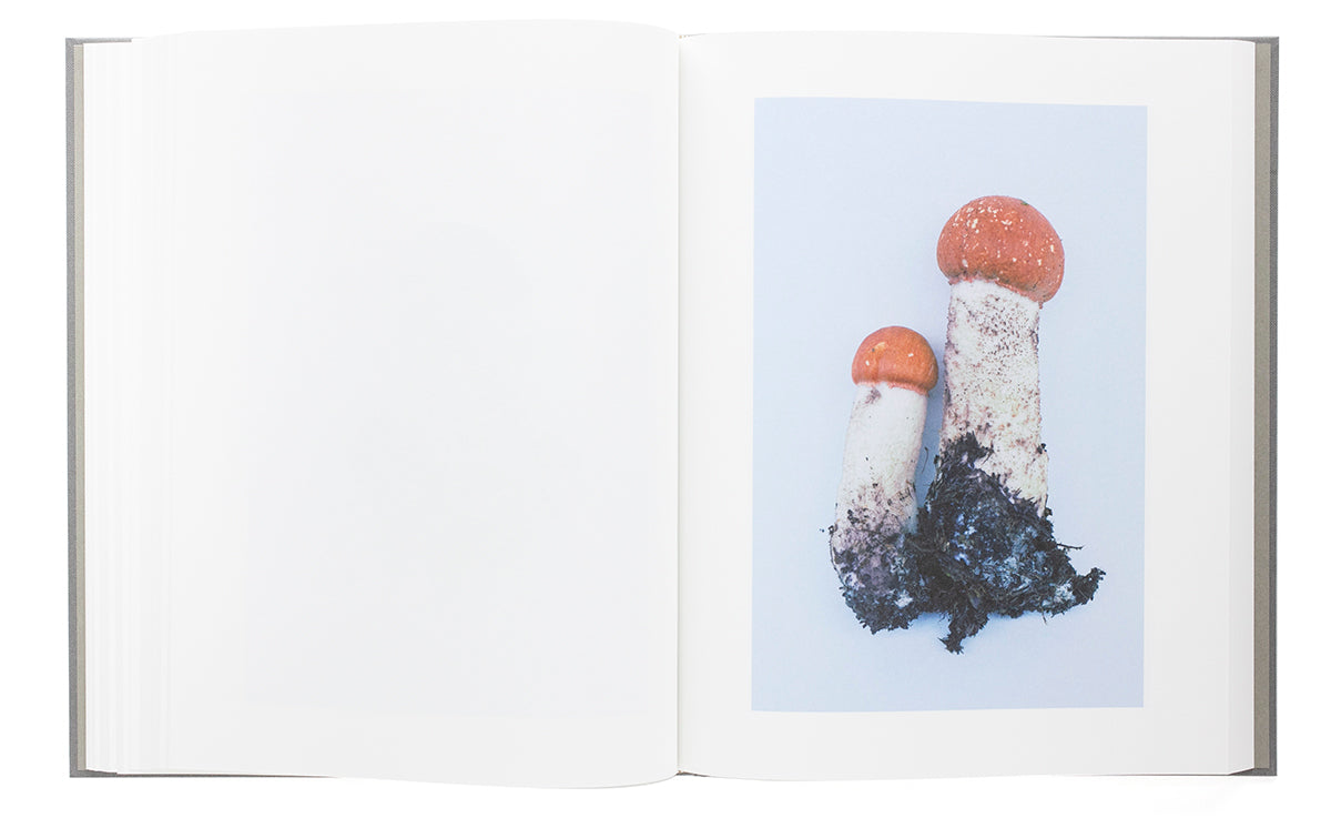 “Symphony - mushrooms in the forest” by Takashi Homma (SIGNED)