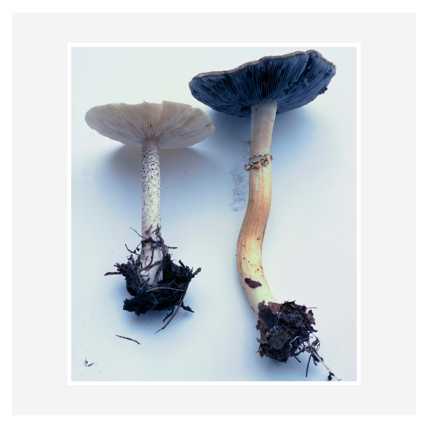 “Symphony - mushrooms in the forest” by Takashi Homma (Signed)