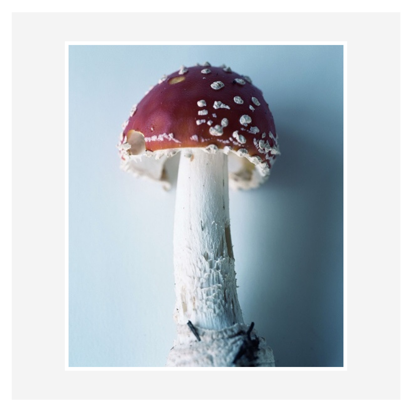 “Symphony - mushrooms in the forest” by Takashi Homma (Signed)